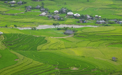 Rice fields in Vietnam.