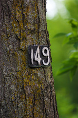 tree with 149 plate number on it