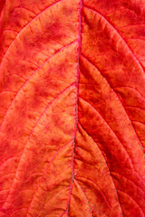 close up of a red leaf