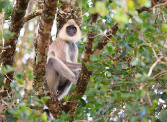 full frame of a langur monkey resting in a tree in Sri Lanka