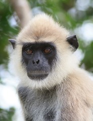 close up of an adorable Langur Monley with a natural bush background in Sri Lanka