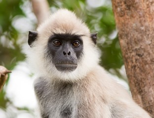 Portrait of a wild Langur Monkey posing in Sri Lanka - obrazy, fototapety, plakaty