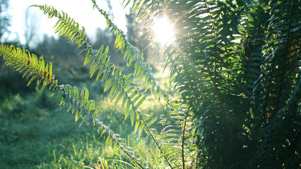 Northern Rain forests