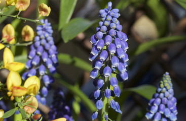 close up of a single stem mascara flower head