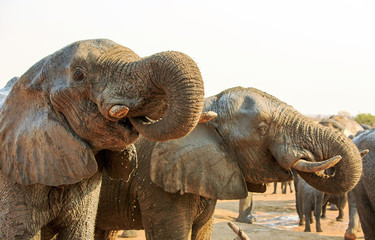 Fototapeta na wymiar close up of two elephant heads drinking with trunks curled into mouth