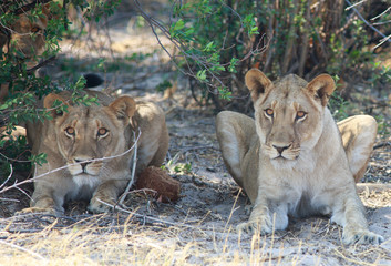pair of lions under a bush staring directly ahead