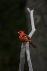 Cardinal Bird on black background with some insects in his beak