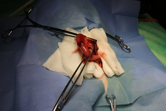 Enterotomy by cat - surgery on intestine