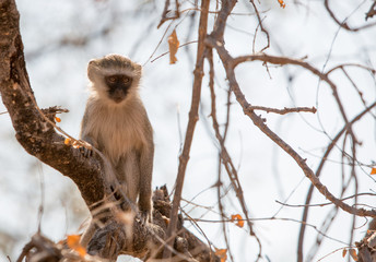 Vervet Monkey sitting on a tree posing with the magnificent Victoria Falls in the background
