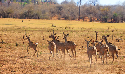 Naklejka premium Large herd of Impala on the open African plains in South Luangwa, Zambia