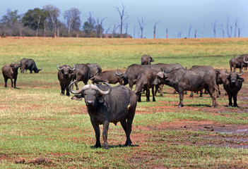 Herd of Buffalo standing on the lush plains on the shore of Lake Kariba, Zimbabwe