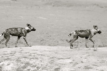 Two Wild Dogs walking on the dry dusty plains in Erindi, Namibia