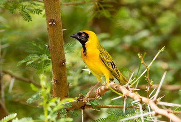 Pretty Yellow African Buffalo Weaver perched on a tree branch in the wild