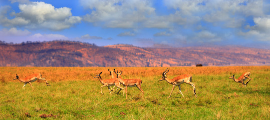 Impala prancing through the lush green plains in Matusadona