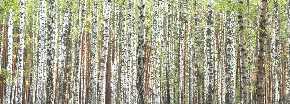 Fototapeta Beautiful landscape with white birches. Birch trees in bright sunshine. Birch grove in autumn. The trunks of birch trees with white bark. Birch trees trunks. Beautiful panorama.