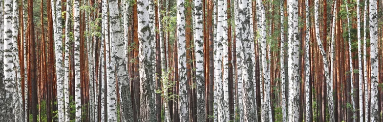 Foto op Plexiglas Beautiful landscape with white birches. Birch trees in bright sunshine. Birch grove in autumn. The trunks of birch trees with white bark. Birch trees trunks. Beautiful panorama. © yarbeer