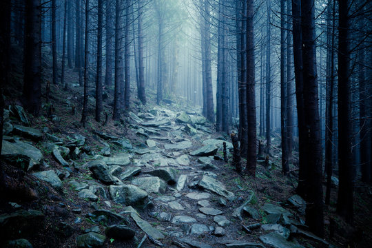 Fototapeta Dark foggy mystical forest