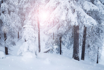 Naklejka premium Winter mountain snowy forest