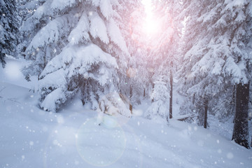 Winter mountain snowy forest