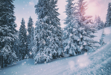 Winter snowy forest at sunny day