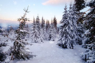 Fototapeta na wymiar Winter mountain snowy forest