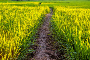 Ground path walk way in rice field through another farm at sunset