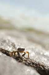 Llittle brown marine crab on the stone, the beach of Rovinj, Croatia. Copy space