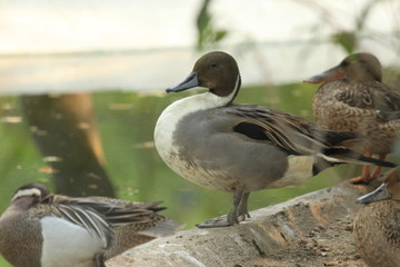 Fototapeta premium bird with a big belly.