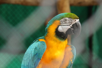 Parrot in the cage.
