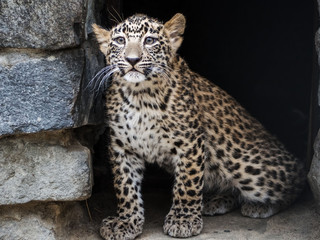 A portrait of a very young cheetah cub near my house. Analyzes the world.