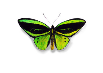 Vogelflügelfalter, grün-schwarz (Ornithoptera priamus) Präperat, freigestellt