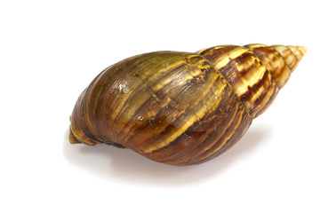 Giant Achatina snail on white background