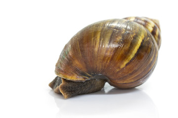 Giant Achatina snail on white background