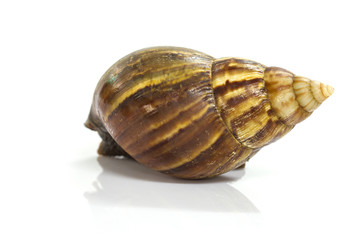 Giant Achatina snail on white background