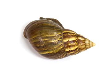 Giant Achatina snail on white background
