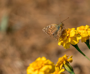 beautiful butterfly on yellow flower.