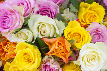 roses background