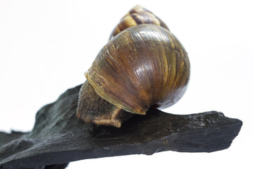 Close up Giant Achatina snail on log