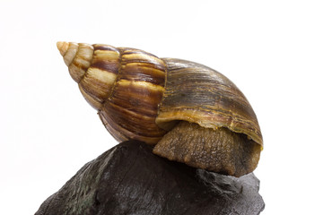 Close up Giant Achatina snail on log