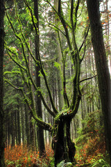 Obraz premium Northern Rain forests