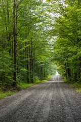 gravel road in a green forest