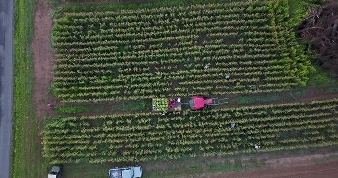 Camera high in the sky descends onto wagon behind a tractor in a field of corn with men picking corn all around.  Corn rows are visually very clear.