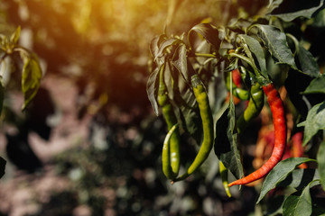 Chili peppers grown in organic garden
