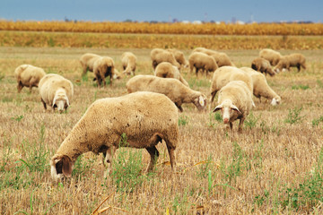 Fototapeta premium Sheep herd grazing on wheat stubble field