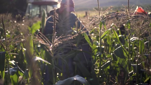 Steadicam moving along rows of backlit corn fields.