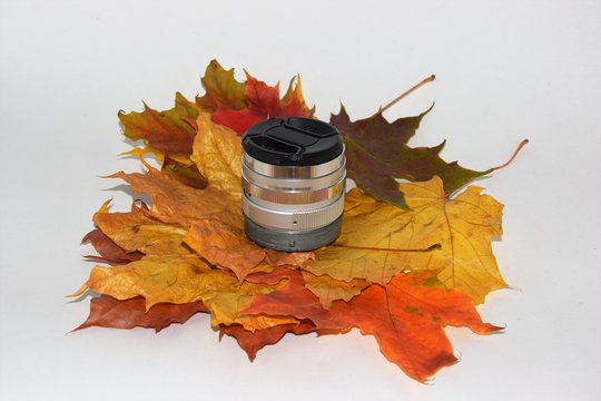 Autumn, maple leaves - partfolio under prespape