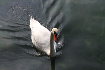 Schwan auf dem Wasser