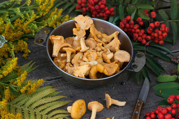 chanterelles