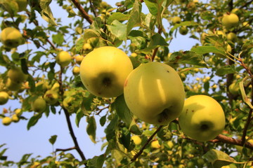 plants garden apples pears trees autumn