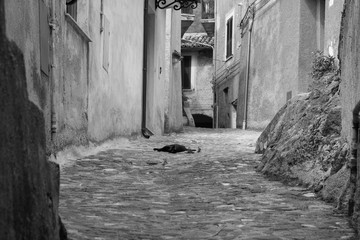 Black cat. Calabria, south of Italy